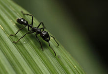 Load image into Gallery viewer, Pro Home Pest Control
