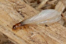Load image into Gallery viewer, Pro Home Pest Control
