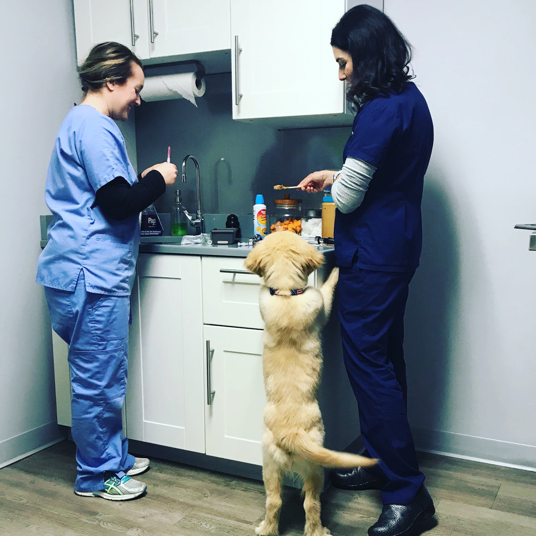 Newtown Square Veterinary Hospital